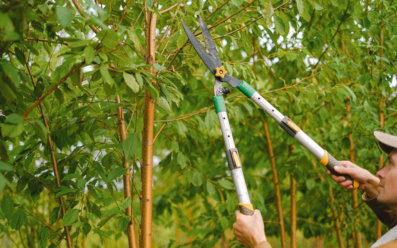 Tree trimming in Warwick, MD